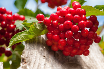 Bunch of guelder-rose berries on wooden fence with sky