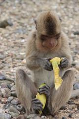 Забавная обезьяна ест желтый банан, а другой банан держит задними лапами. Фото сделано в Таиланде.