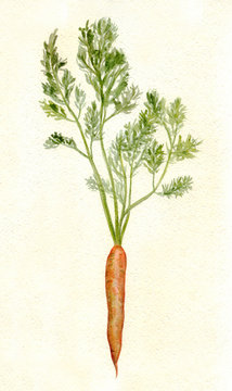 Carrots. Botanical illustration. Watercolor painting