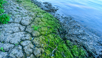 Dutch river shore in the early morning light