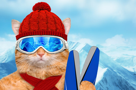 Cat wearing ski goggles relaxing in the mountain.
