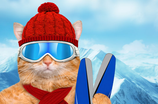 Cat wearing ski goggles relaxing in the mountain.
