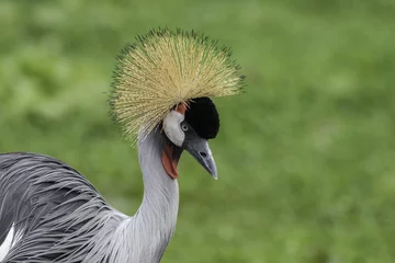 Foto op Canvas Grey Crowned Crane in majestic pose with copy space © Ian Dyball