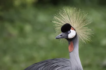 Fotobehang Grey Crowned Crane in profile. Majestic pose with copy space © Ian Dyball