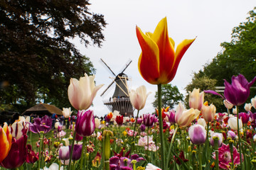Blooming tulips in Keukenhof, also known as the Garden of Europe
One of the world's largest flower...