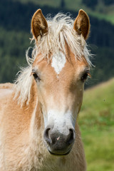 Obraz premium Haflinger foal, South Tyrol, Italy