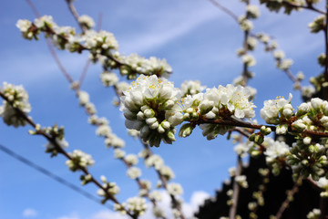 Plum in bloom
