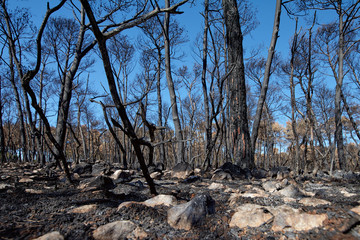 Land with trees after fire
Burned forest, charred trees, after fire