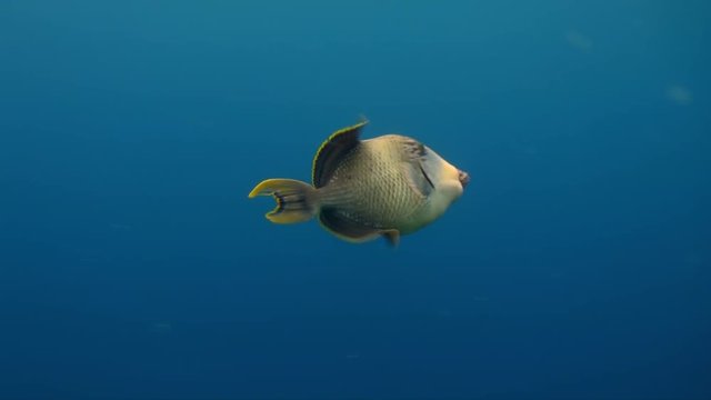 Triggerfish on reef in ocean sea in search of food, is a tropical marine fish belonging to the family Tetraodontidae. Close up.