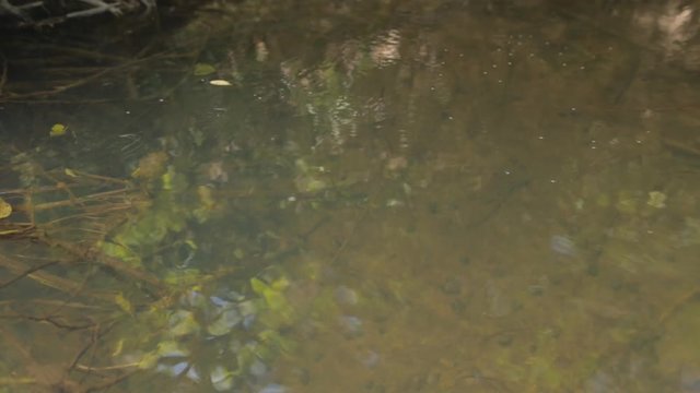 water striders gerris lacustris also known as pond skaters or jesus bugs closeup jumping on the water