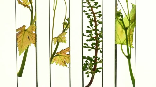Oenology, young vine shoots in test tubes, Research Laboratory