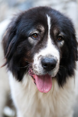 Portrait of a Bucovina shepherd dog