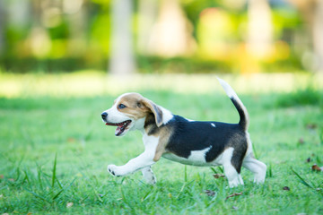 Puppy Beagle enjoy playing in the park.