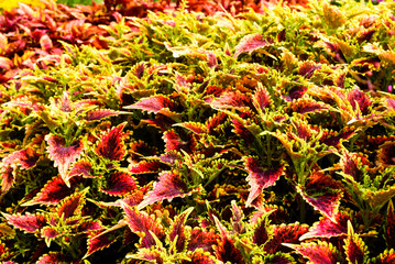 Plectranthus scutellarioides, coleus or painted nettle. Here the cultivar Spitfire in large number in a flowerbed.