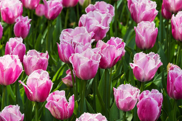 Blooming tulips in Keukenhof, also known as the Garden of Europe
One of the world's largest flower gardens. 
Lisse, the Netherlands.
