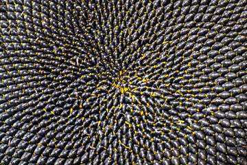 Sunflower seeds coarsely background pattern wallpaper