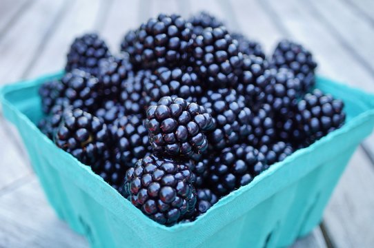 Freshly picked blackberries in blue pint containers