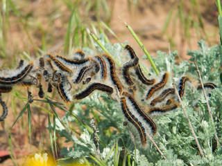 Fluffy caterpillars on green grass