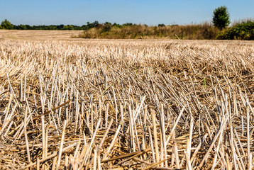 Drought at wheat field