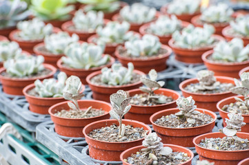 Pies from Heaven(Kalanchoe rhombopilosa)
