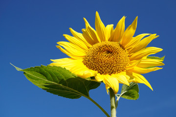 Sonnenblume mit blauen Himmel