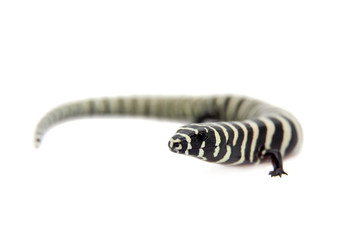The Brazilian galliwasp on white