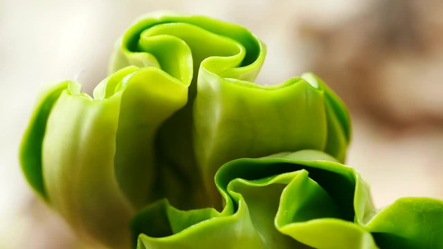 Buchenkeimling im Fr&uuml;hling