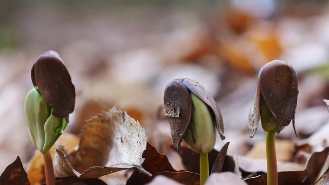 Buchenkeimlinge im Fr&uuml;hling