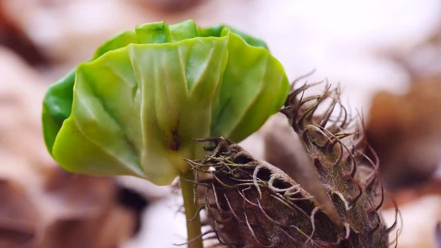 Buchenkeimling im Fr&uuml;hling