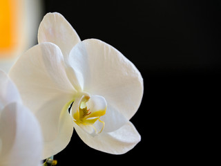 Naklejka na ściany i meble Orquídea blanca