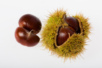 châtaignes, marrons et bogue