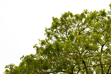 green color of treetop isolated on white