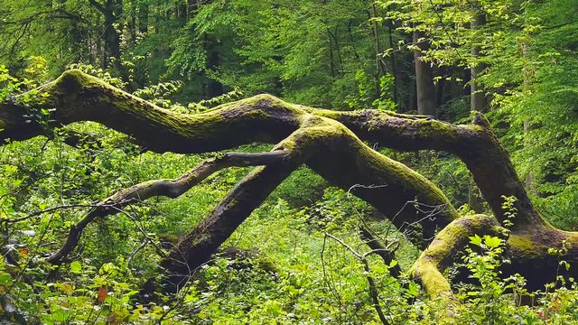 Alte umgeworfene Eiche-Windbruch