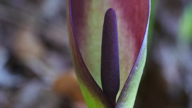 Aronstab, Arum maculatum