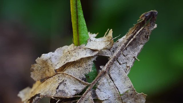 Aronstabblatt durchdringt Buchenblatt
