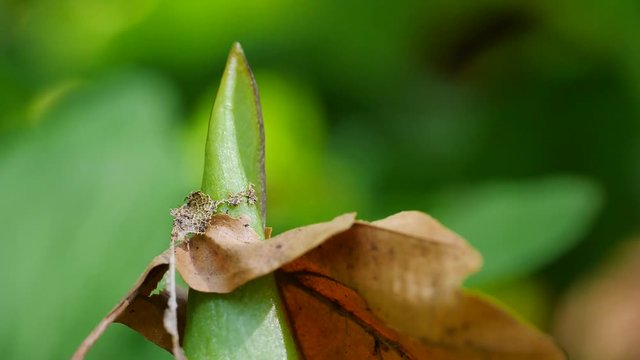 Aronstabblatt durchdringt Buchenblatt