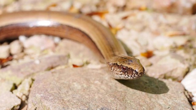 Blindschleiche, Anguis fragilis