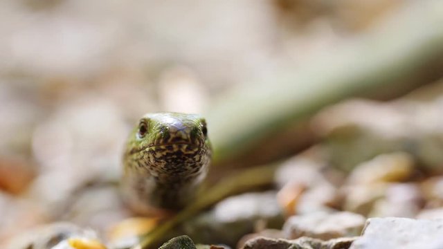 Blindschleiche, Anguis fragilis