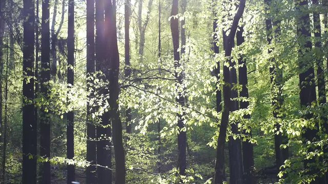 Buchenlaubwald im Fr&uuml;hling