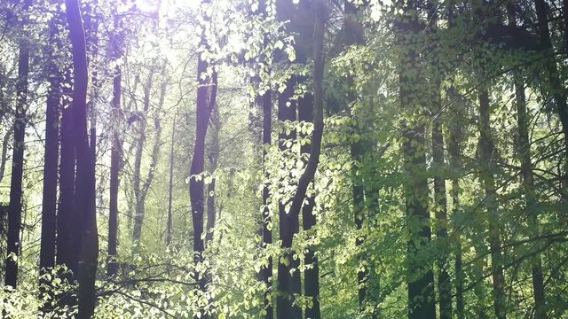 Buchenlaubwald im Fr&uuml;hling