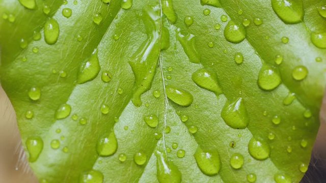 Nasses Buchenblatt-Blattstruktur