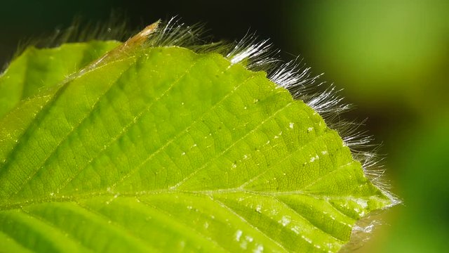 Frisches Buchenblatt im Fr&uuml;hling