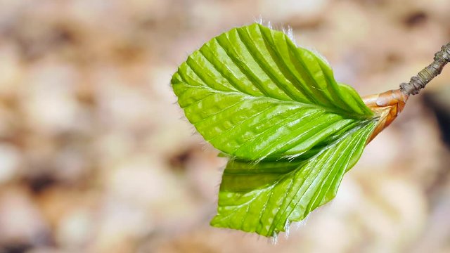 Fr&uuml;hlingsaustrieb an Buchen, Buchenbl&auml;tter