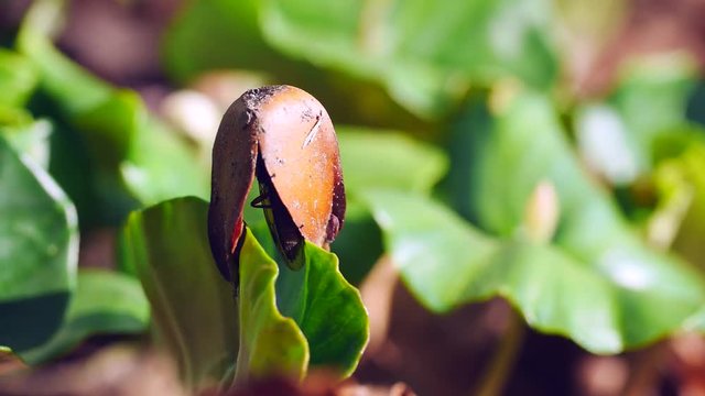 Keimling aus Bucheckern