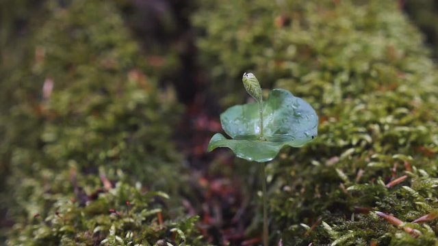 Keimling aus Bucheckern