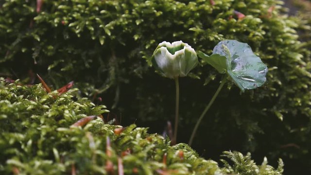 Keimling aus Bucheckern