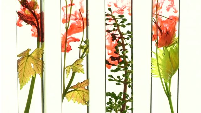 Oenology, young vine shoots in test tubes, Research Laboratory
