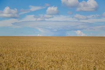 Naklejka premium wheat field