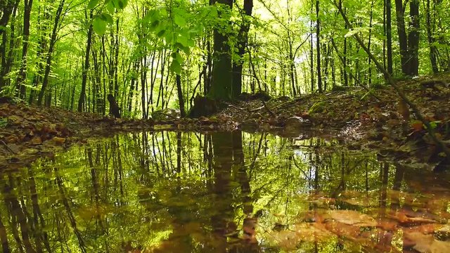 T&uuml;mpel im Wald