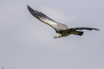 Rüppell's griffon vulture (Gyps rueppellii) in flight